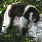 File:Black-and-white ruffed lemur resting on a tree limb in Madagascar.jpg