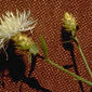 File:Centaurea diffusa 5358643.jpg