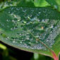 File:Water drops on Euphorbia heterophylla W IMG 0991.jpg