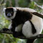 File:Black-and-White Ruffed Lemur, Mantadia, Madagascar.jpg