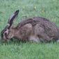 File:European Hare 2012-07-30 3.jpg