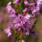 File:Calluna vulgaris (flower closeup).jpg