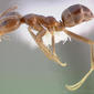 Linepithema humile (casent0005323) profile