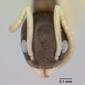 Tapinoma melanocephalum (casent0008659) head