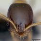 Monomorium floricola (casent0053986) head