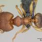 Pheidole flavens farquharensis (casent0055997) dorsal