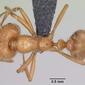 Solenopsis geminata (casent0063125) dorsal