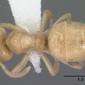 Lasius flavus (casent0102802) dorsal