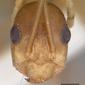 Anoplolepis gracilipes (casent0102965) head