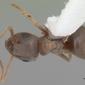 Lasius alienus (casent0103987) dorsal