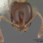 Monomorium floricola (casent0104090) head