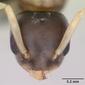 Tapinoma melanocephalum (casent0125327) head