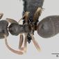 Technomyrmex pallipes (casent0128782) dorsal