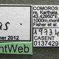 Pheidole jonas (casent0137429) label
