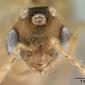 Pheidole jonas (casent0137444) head
