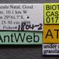 Anoplolepis custodiens (casent0170537) label