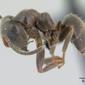 Lasius niger (casent0178774) profile