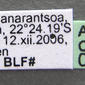 Pheidole megacephala (casent0217990) label