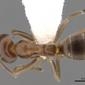 Linepithema humile (casent0249733) dorsal