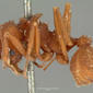 Acromyrmex versicolor (castype00618) profile