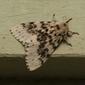 Luna Gypsy Moth