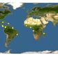 Discover Life: Point Map of Acacia mangium