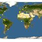 Discover Life: Point Map of Acacia retinodes