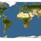 Discover Life: Point Map of Bryophyllum calycinum