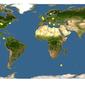 Discover Life: Point Map of Macrosiphum euphorbiae