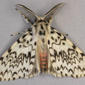 Dorsal view - wings apart