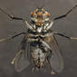 Adult fly - underside