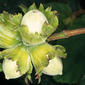 Hazel nuts - unripe - close-up