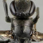 Head, thorax - dorsal view - magnified