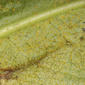 Infection on leaf underside - enlarged
