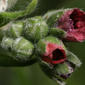 Flowers and buds - close-up - enlarged