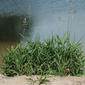 Plant - in situ - against darker water surface