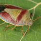 Red-banded summer form - antero-dorsal view - close-up - enlarged