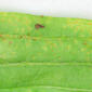 Infected leaf - under surface - close-up - enlarged