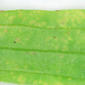 Infected leaf - top surface - close-up - enlarged