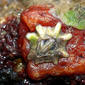 Australasian barnacle; Nieuw-Zeelandse pok.