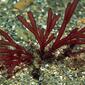 Scinaia interrupta