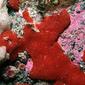 Polysyncraton lacazei