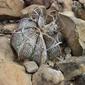 Astrophytum capricorne I