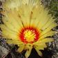 Astrophytum capricorne II