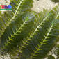 Fern seagrass (Halophila spinulosa)