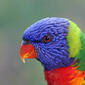 Rainbow Lorikeet