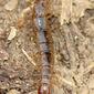 Centopeia // Centipede (Lithobius sp.)