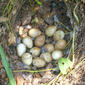 Ninho de Perdiz-comum // Nest of Red-Legged Partridge (Alectoris rufa subsp. hispanica)