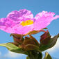 Roselha-grande // White-leaved Rock Rose (Cistus albidus)
