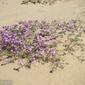 Goivo-da-praia // Silver Sea Stock (Malcolmia littorea)